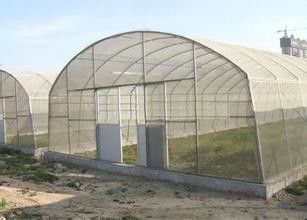 Estufa plástica do filme de polietileno das estufas do túnel do único período para o cultivo dos vegetais