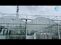 Estufa de vidro automática de Venlo Multispan da flor do pepino do tomate da hidroponia