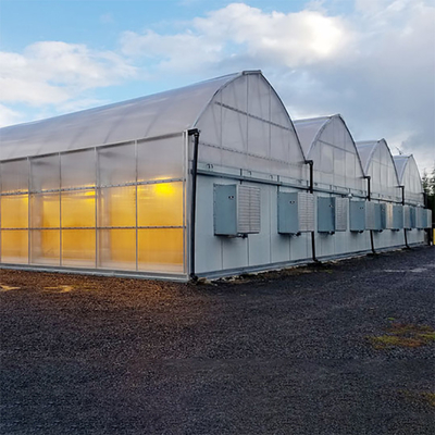 Conduzido cresça de iluminação crescimento de Dep Greenhouse Multi Span For Hemps da luz do túnel o auto