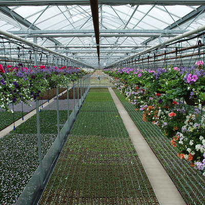 Plantas da agricultura que crescem a estufa de vidro de Venlo do multi período com almofada refrigerando