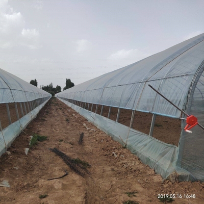 Agricultura que cultiva a estufa crescente do filme de plástico do túnel para o crescimento da pimenta