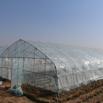 Estufa do filme plástico do túnel da agricultura única para a morango que planta o crescimento