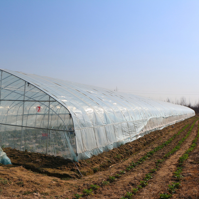 túnel alto plástico do comprimento de 100m que cultiva a estufa do filme de polietileno para o crescimento de colheita