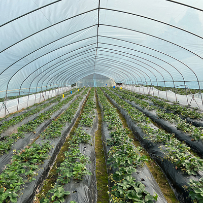 Único período da estufa plástica alta agrícola comercial do túnel para o tomate