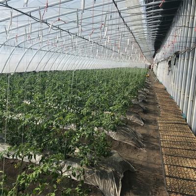 Estufa solar passiva do tomate da agricultura com sistema de aquecimento