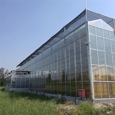 Cultivo agrícola das plantas da multi estufa de vidro comercial do período