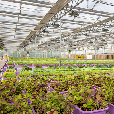 Estufa de vidro do inverno de Venlo das peças sobresselentes da estufa do sistema de aquecimento Serra Di Vetro Multi-Span Greenhouse Venlo