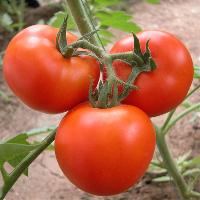 Filme plástico da estufa do túnel do crescimento vegetal do tomate que cobre UV tratado