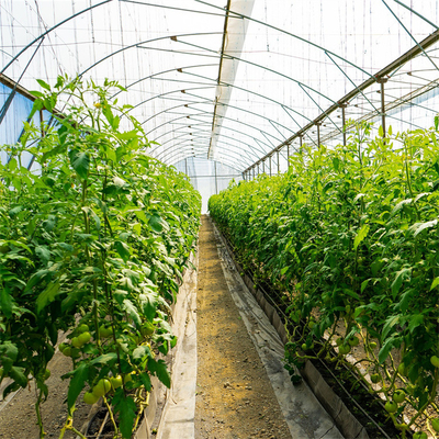 Filme plástico da estufa do túnel do crescimento vegetal do tomate que cobre UV tratado