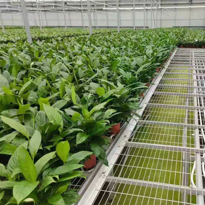 Os vegetais declinam e fluem bancos de Tray Seeding Bed Greenhouse Rolling