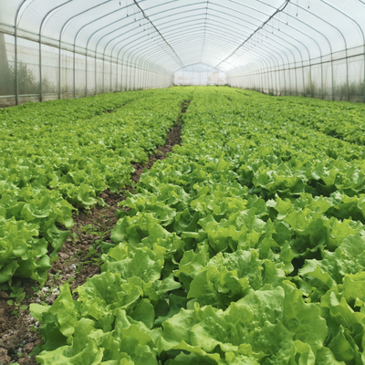 Da agricultura produtiva das estufas do Único-período do sistema de irrigação casa verde para a venda