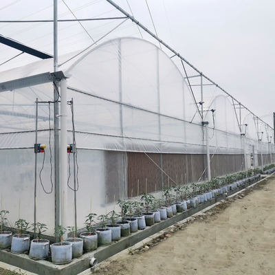 Estufa hidropônica comercial do sistema Multispan do tomate com sistemas de controlo de clima
