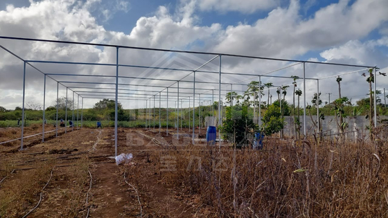 Taxa de armazenamento barata Área tropical Ventilação Rede de plástico Retângulo Estufa com rede de sombra
