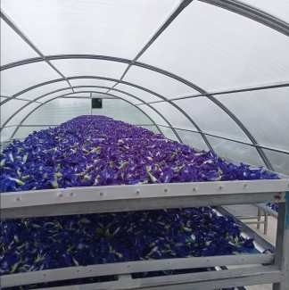 Aquecido galvanizado aço estrutura policarbonato secador solar estufa com estrutura estável dentro sistema de sombreamento exterior