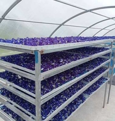 Serra de secagem solar com proteção UV durável para plantas e alimentos