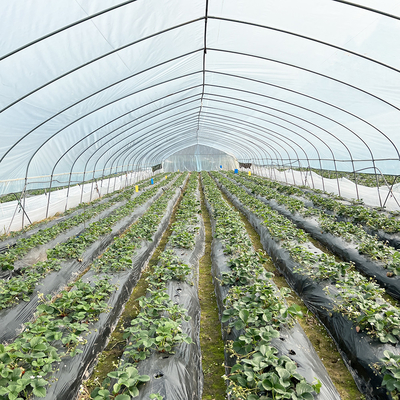 Venda a quente Estufas de túnel poliestufas Estufas agrícolas de solo único para o cultivo de morangos