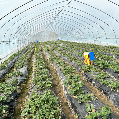 Venda a quente Estufas de túnel poliestufas Estufas agrícolas de solo único para o cultivo de morangos