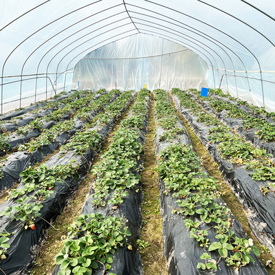 Venda a quente Estufas de túnel poliestufas Estufas agrícolas de solo único para o cultivo de morangos