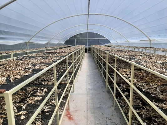 Entrega rápida 8*26 metros Secador solar único Estufas Secagem de alimentos Estufas secas solar