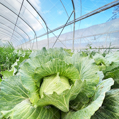 Agropecuária Planta de crescimento de galpão Venda de estufa online 20m de túnel Estufa de única extensão