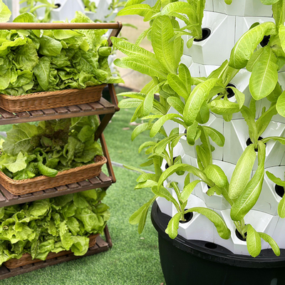 Kit de cultivo hidropónico automático com linha visível e cesta removível