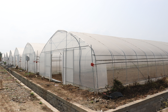 Período de Polytunnel Sri Lanka Colombo Steel Frame Greenhouse Single