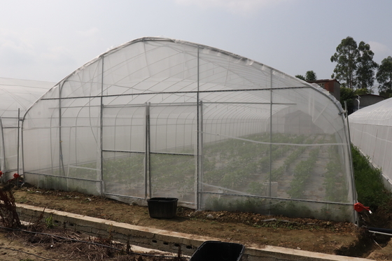 Período de Polytunnel Sri Lanka Colombo Steel Frame Greenhouse Single