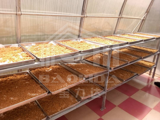 Pimentões da placa do policarbonato que secam o secador solar da estufa para frutos dos vegetais