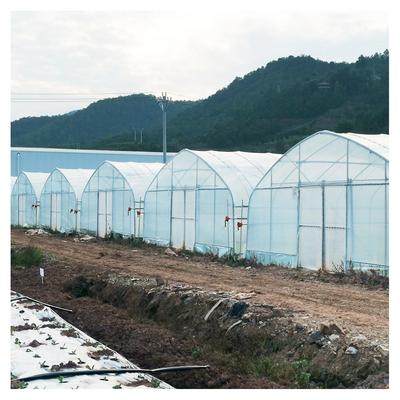 Estufa estável do filme de polietileno da estrutura/estufa vegetal da planta de tomate