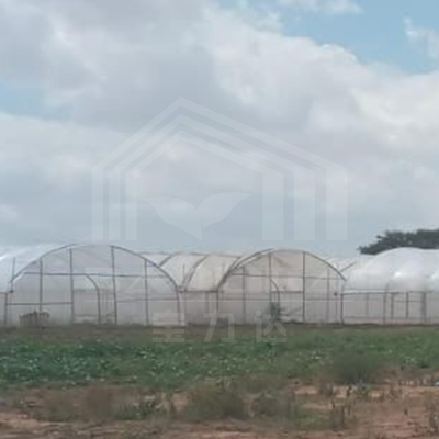 Estufas galvanizadas para produção eficiente de vegetais