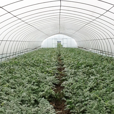Estufas galvanizadas para produção eficiente de vegetais