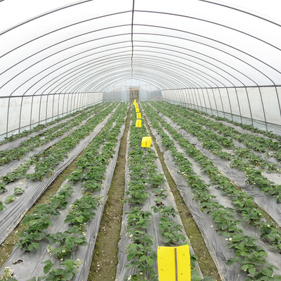 Estufas galvanizadas para produção eficiente de vegetais