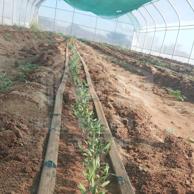 Estufas galvanizadas para produção eficiente de vegetais