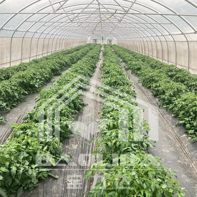 Estufas em túnel de 6x15m para projetos de cultivo de flores e vegetais
