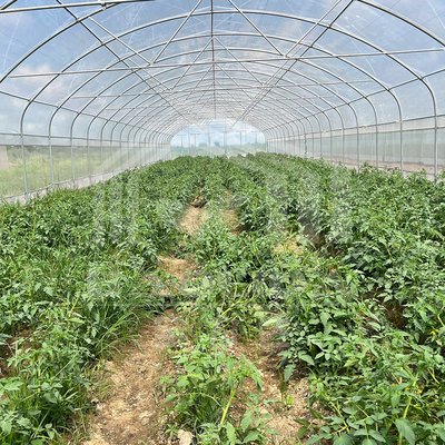 Estufas em túnel de 6x15m para projetos de cultivo de flores e vegetais