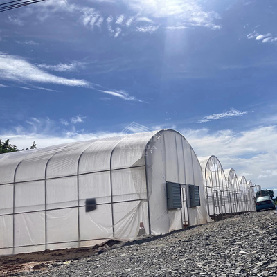 Estufas práticas de túnel alto para soluções agrícolas