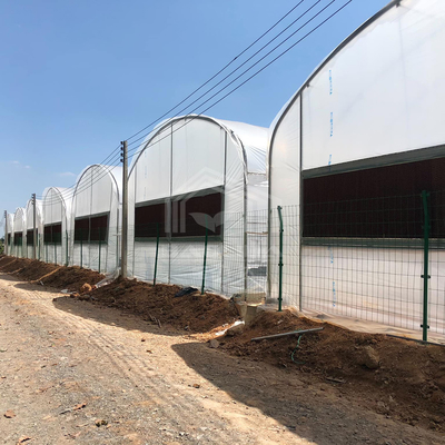 Estufas práticas de túnel alto para soluções agrícolas