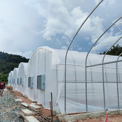 Estufas práticas de túnel alto para soluções agrícolas