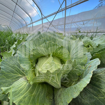 Estufas de túnel econômicas com cobertura de PE para vegetais e flores
