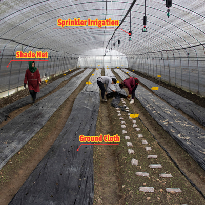 Plantação de cogumelos vegetais Estufas com cobertura de preto e branco e filmes de sombra