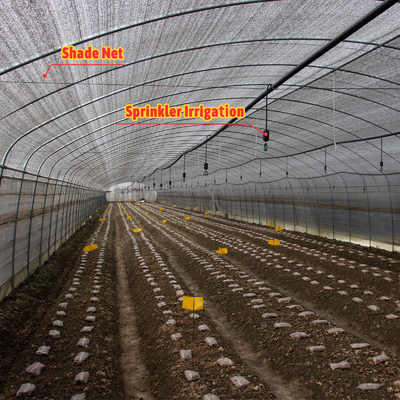 Plantação de cogumelos vegetais Estufas com cobertura de preto e branco e filmes de sombra