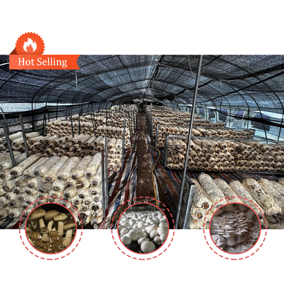 Ventilação manual ou elétrica de rolagem para cima Polietileno agrícola revestido com filme de cogumelo Casa de verde com estrutura de aço galvanizado a quente