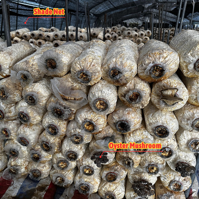 Ventilação manual ou elétrica de rolagem para cima Polietileno agrícola revestido com filme de cogumelo Casa de verde com estrutura de aço galvanizado a quente