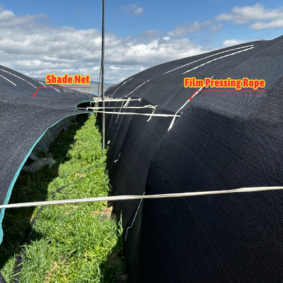 Agropecuária Fungos Estufas Obras públicas Estufas simples Estufas para a agricultura