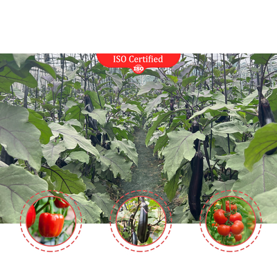 Termóstato Plantas impermeáveis Sistema de hidroponia de cultivo Túnel Estufas grandes para flores