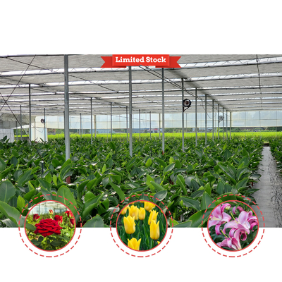 Solução de cultivo de vegetais 8-60m Tamanho personalizável Estufa de túnel agrícola com banco rolante e sistema de irrigação