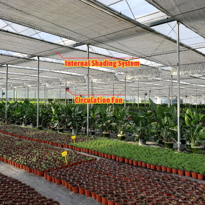 Solução de cultivo de vegetais 8-60m Tamanho personalizável Estufa de túnel agrícola com banco rolante e sistema de irrigação