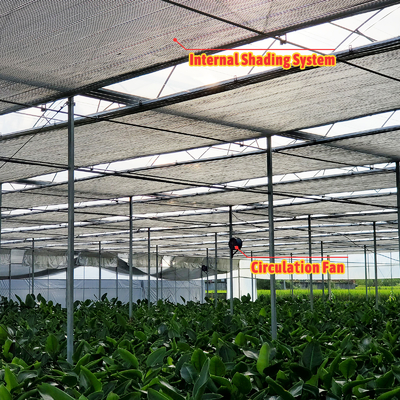 Solução de cultivo de vegetais 8-60m Tamanho personalizável Estufa de túnel agrícola com banco rolante e sistema de irrigação