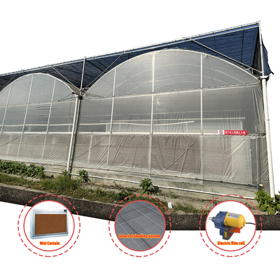 Produção de produtos hortícolas Sementes agrícolas Fragrância Estufas Multi-Túnel