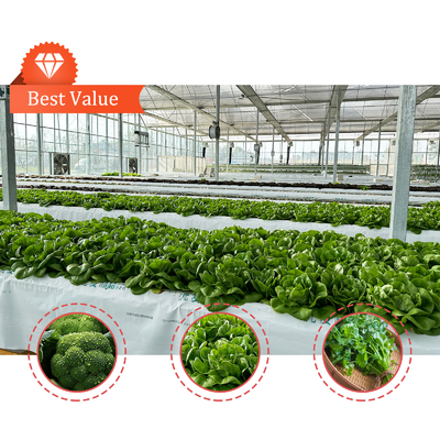 Produção de produtos hortícolas Sementes agrícolas Fragrância Estufas Multi-Túnel